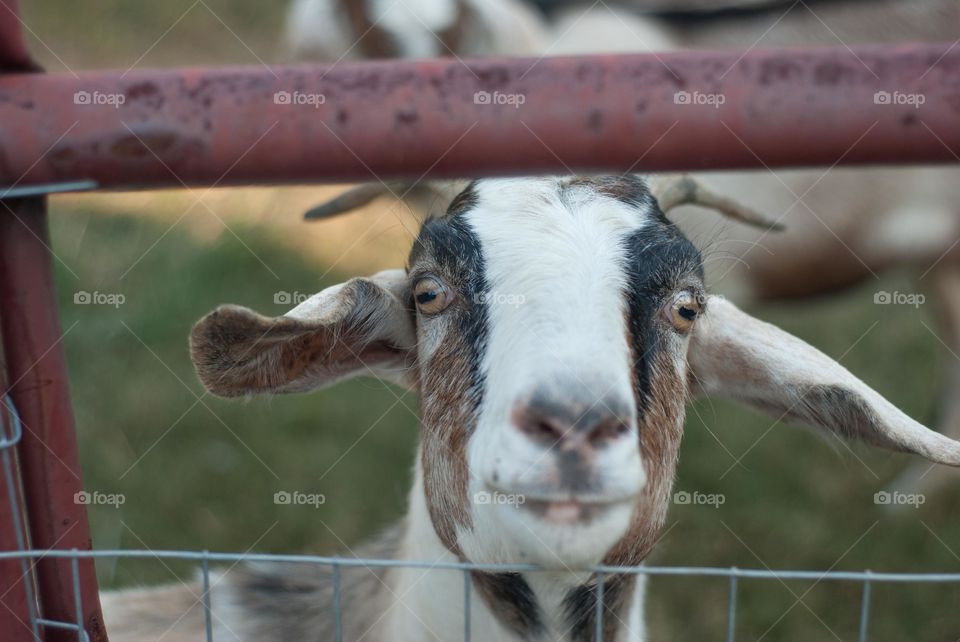 Goat behind the fence