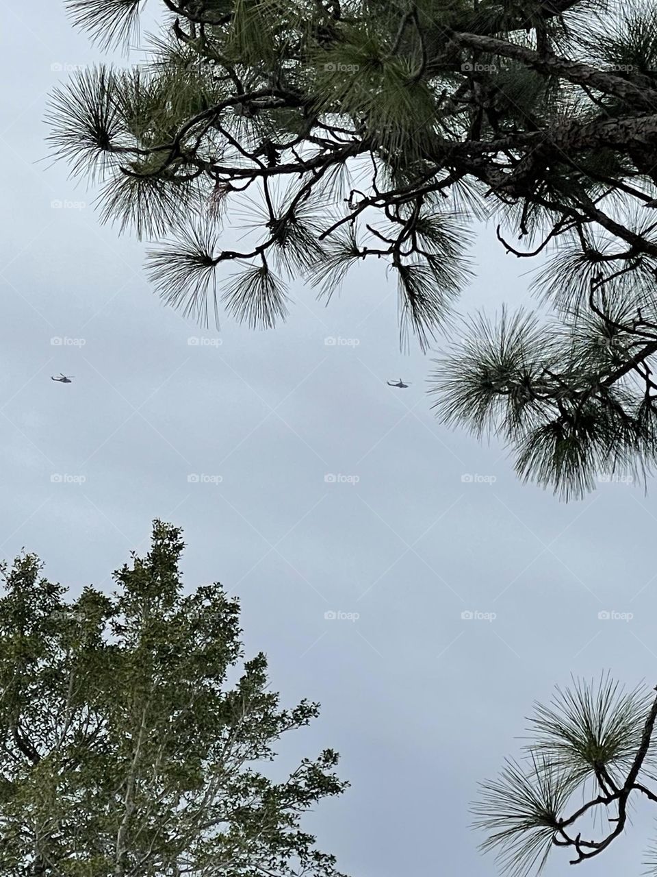Pine tree tops with stormy looking sky and helicopters. 