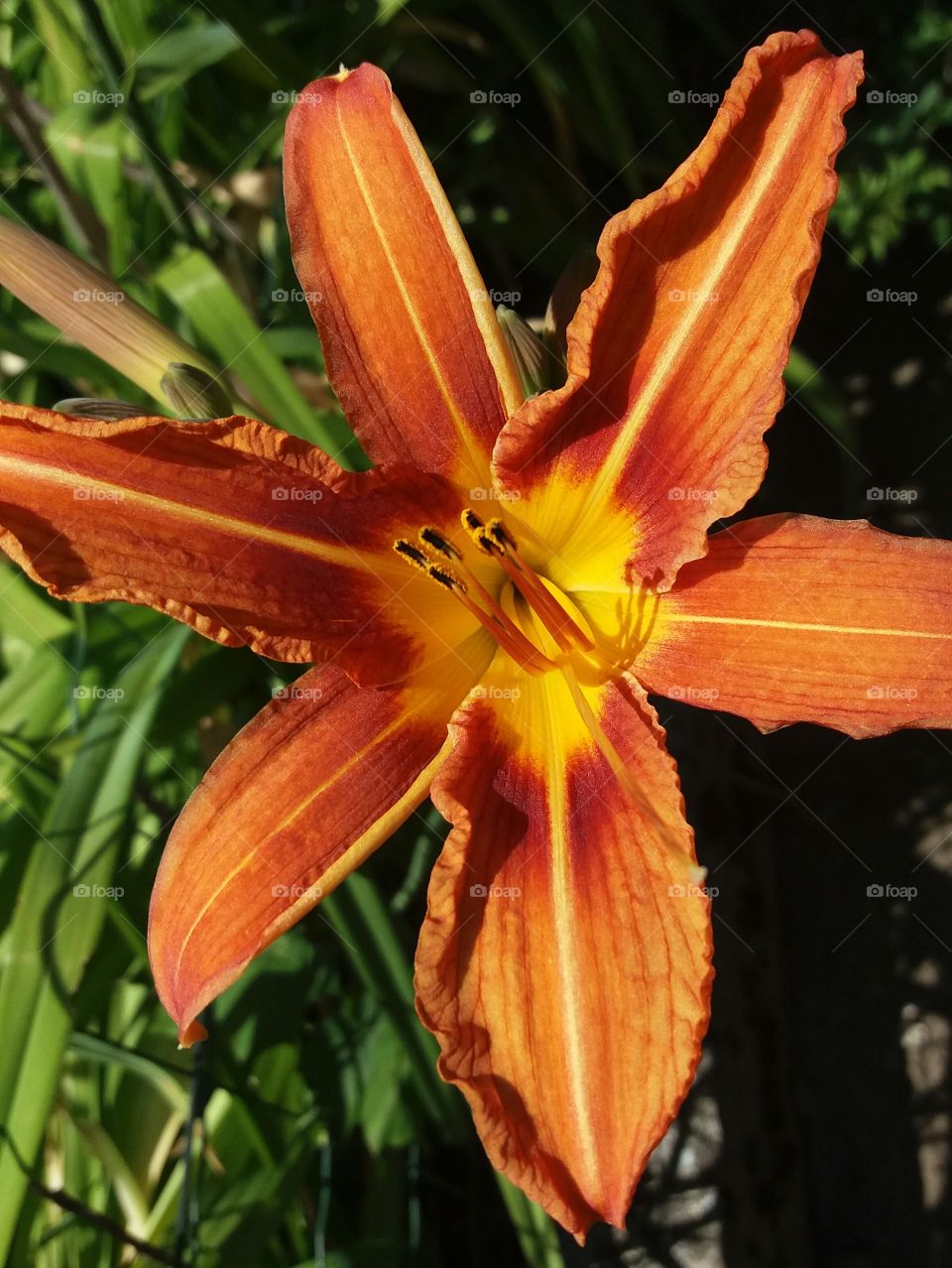 Close-up of orange flower in bloom