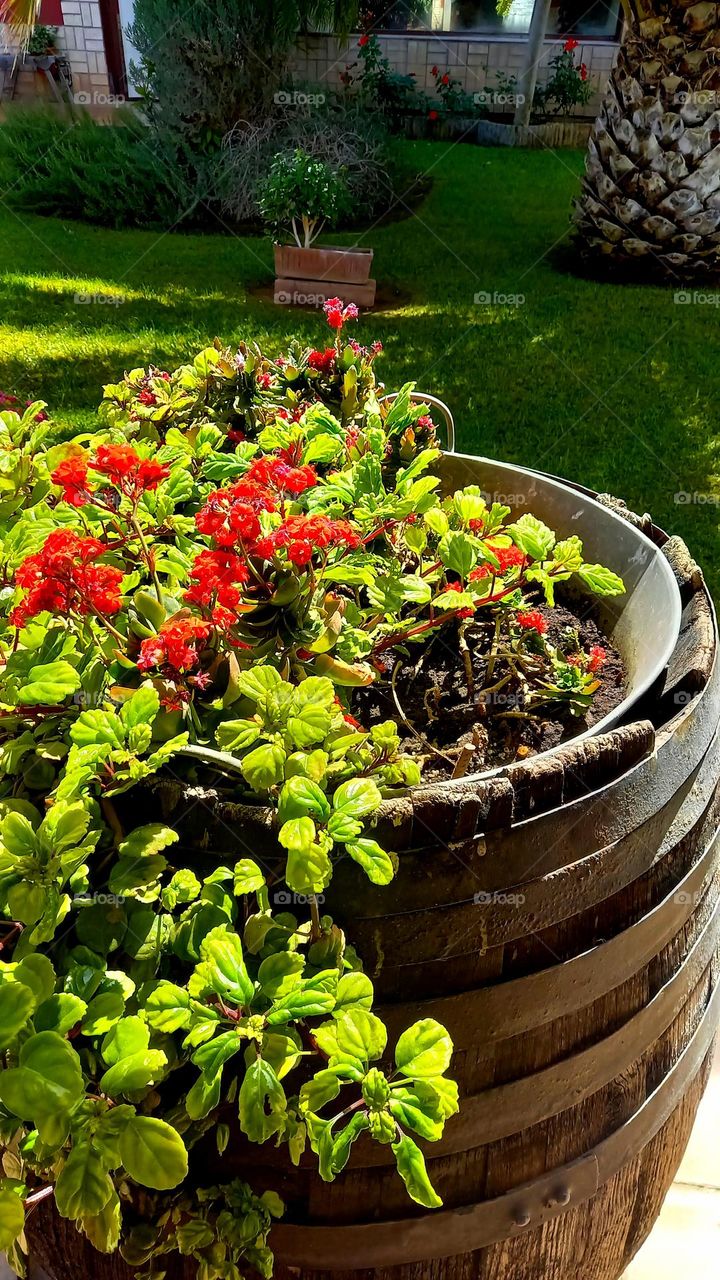 Barril de vino macetero