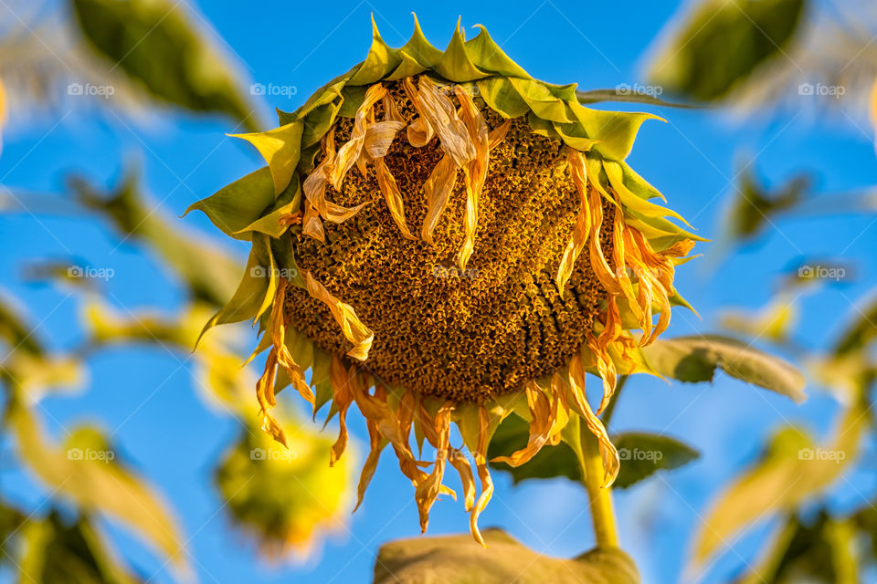 Sunflower background photo