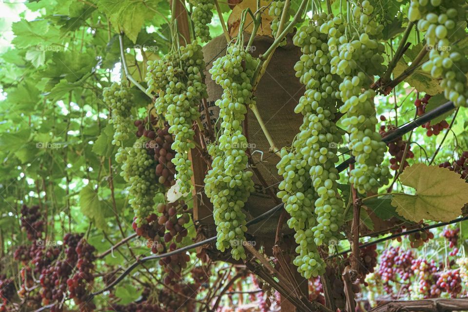 Grape farm