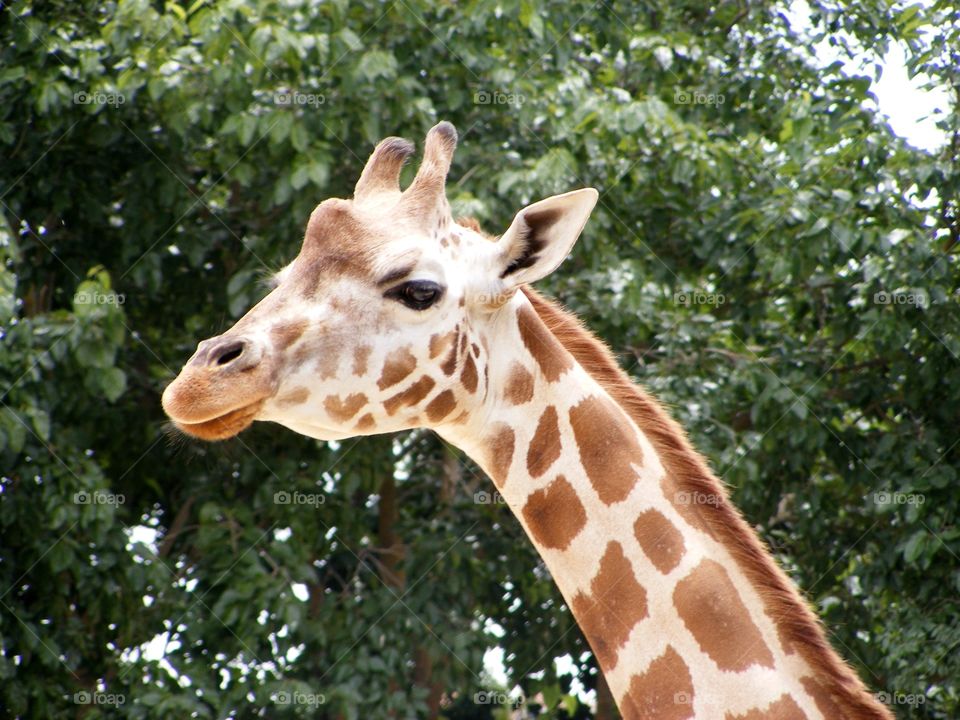 Closeup of the Giraffe head in the field
