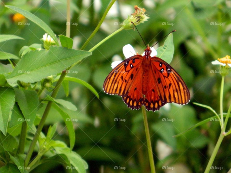 butterfly