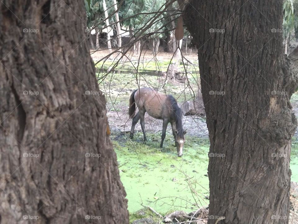 Horse in the forest