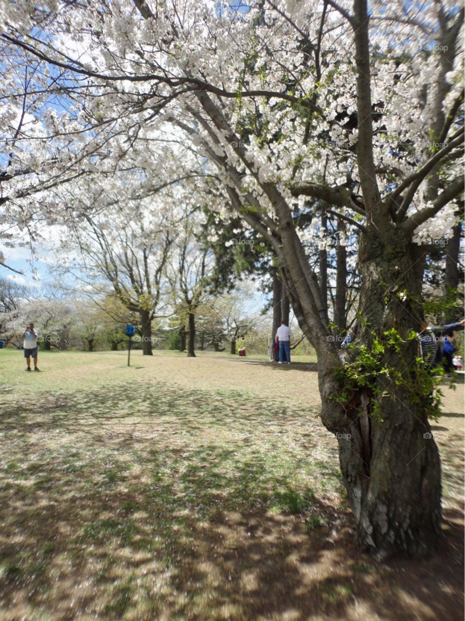 Cherry blossoms