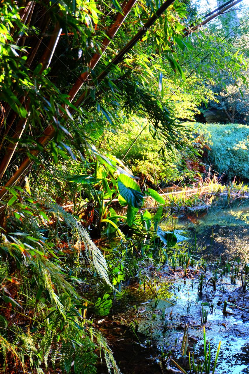 Tropical marsh forest