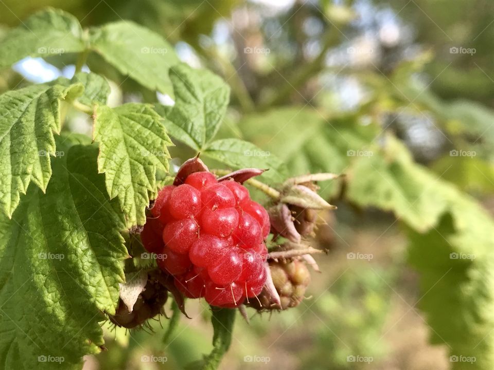 Fresh raspberry on a raspberry bush