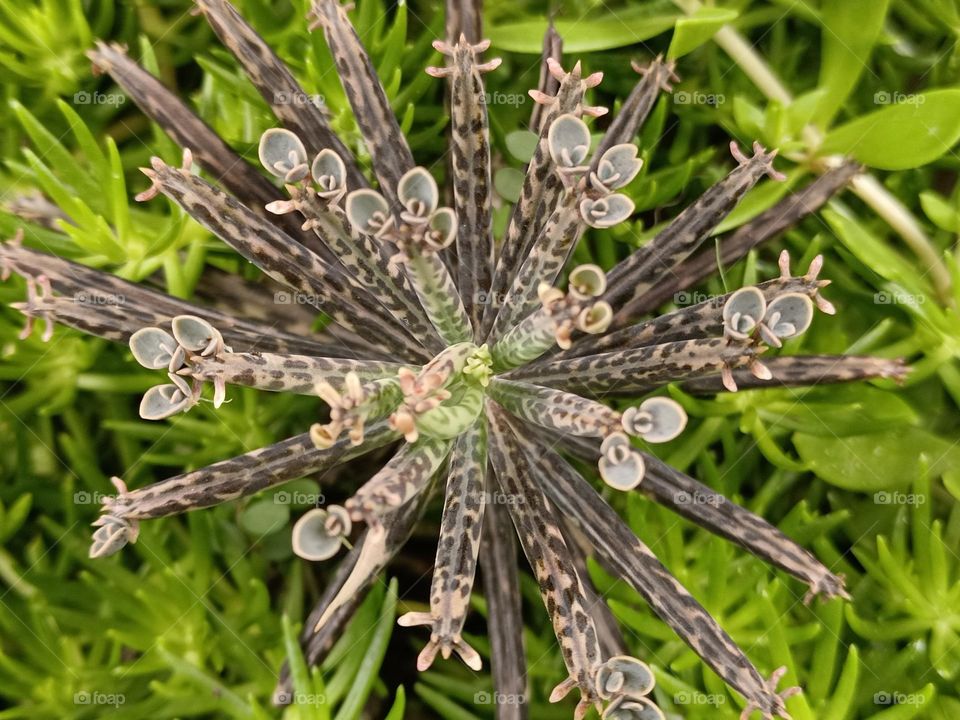Chandelier Plant