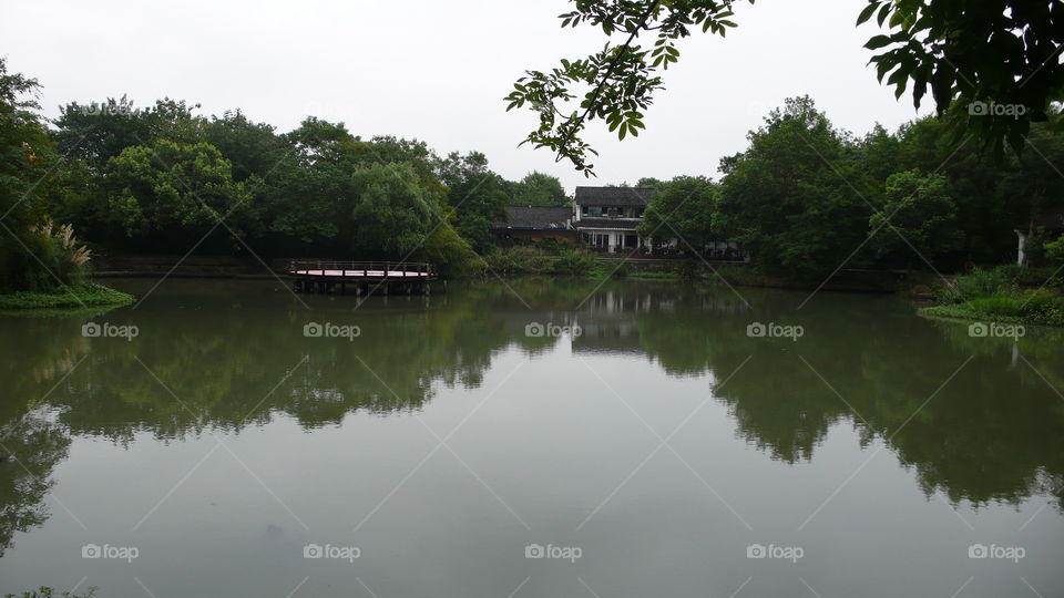 Mirror effect of a wetland forest.