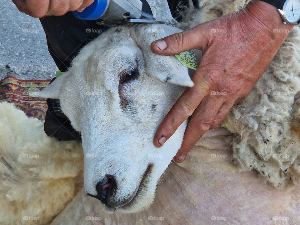 sheep to be shaved evening