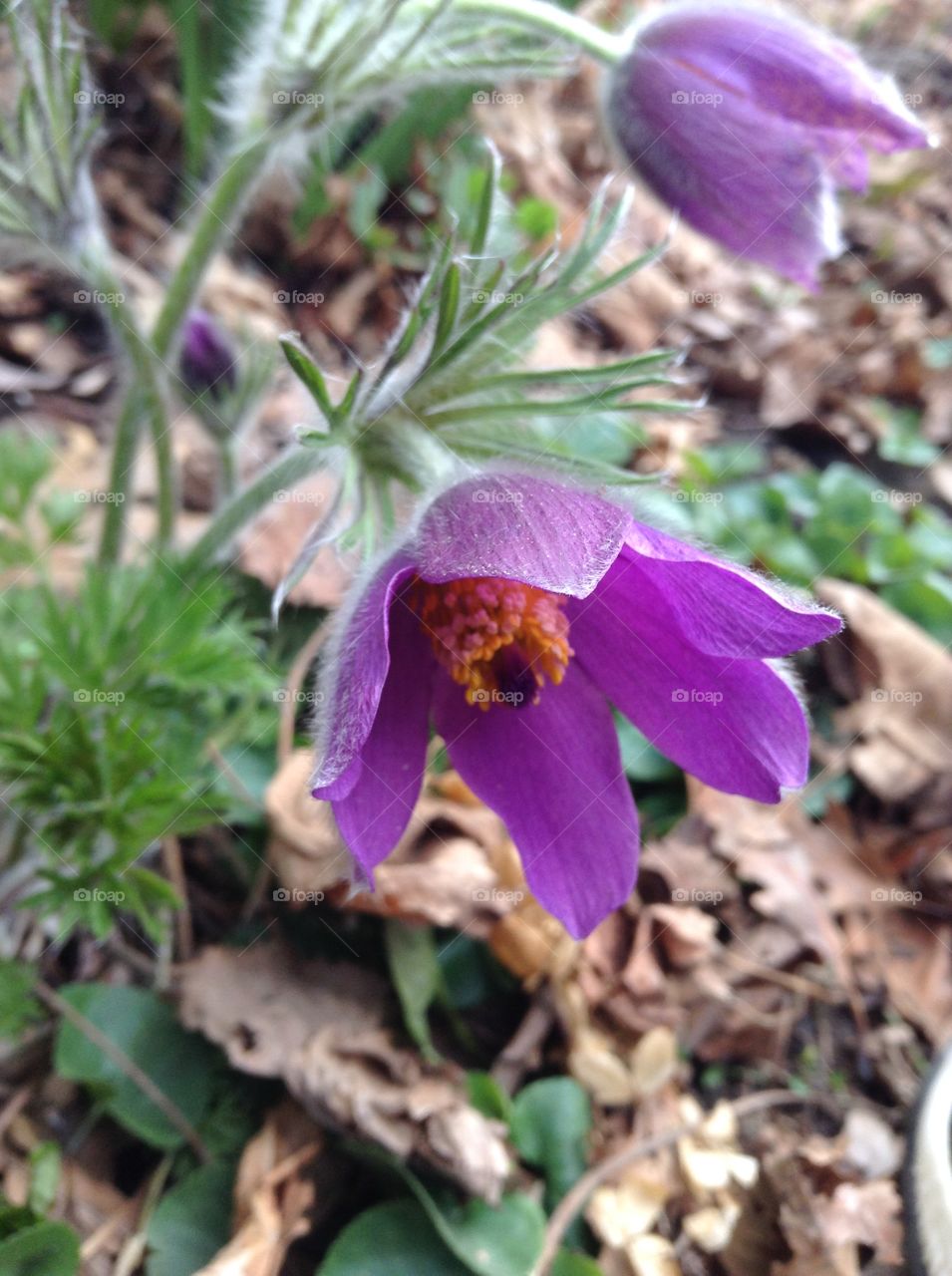 Spring flower