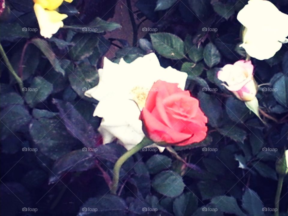 bunga mawar merah putih