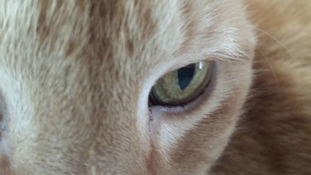orange tabby cat