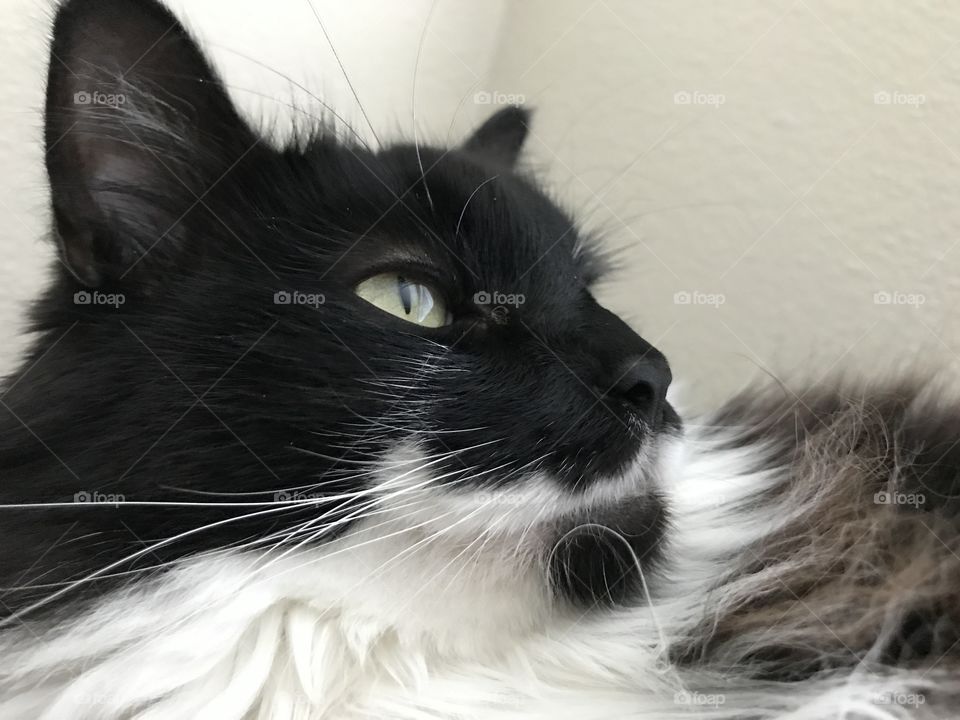 Cat daydreaming 