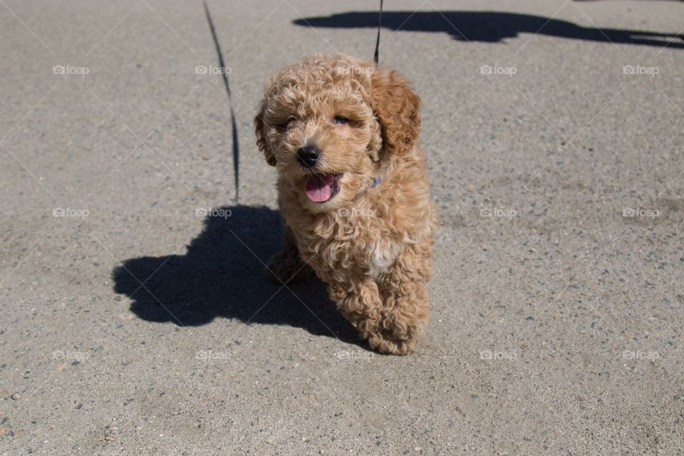 Dog, Mammal, No Person, Portrait, Canine