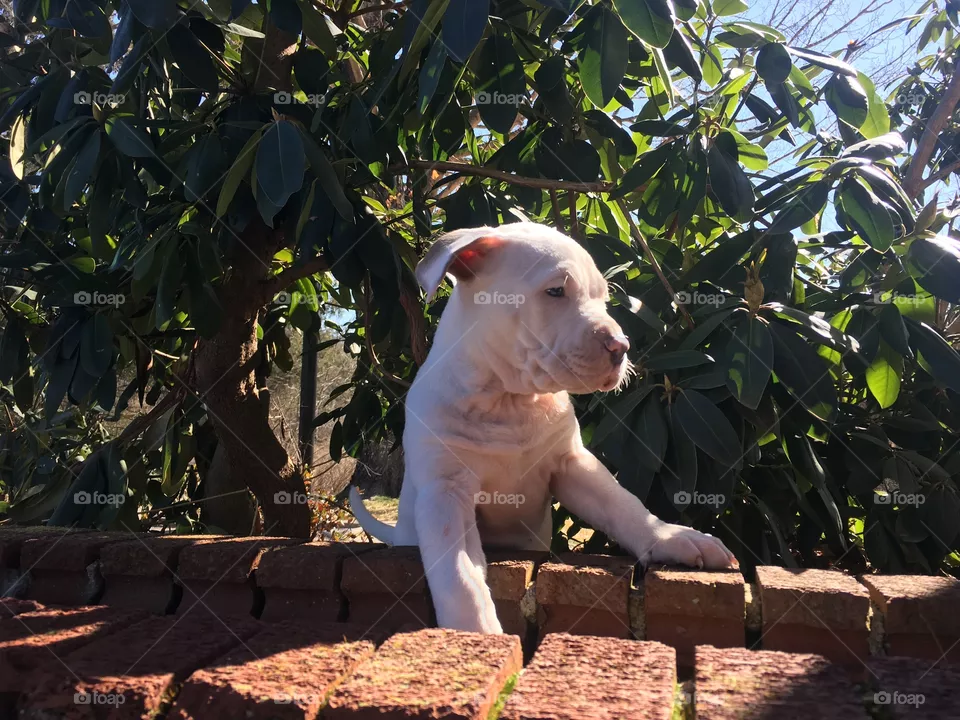 Cute dog