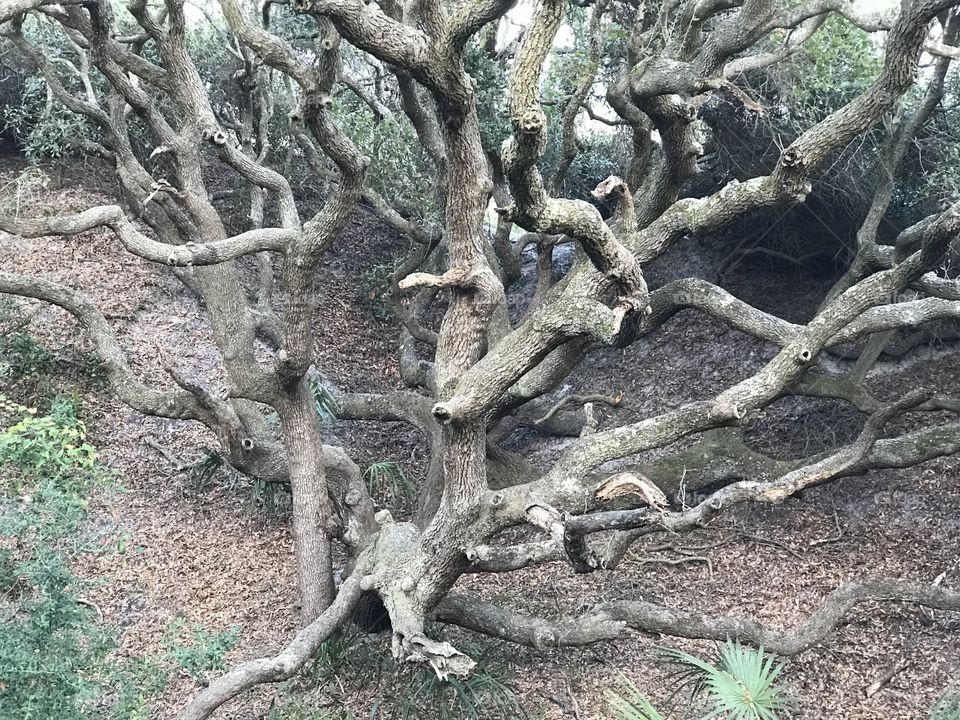 Cool tree