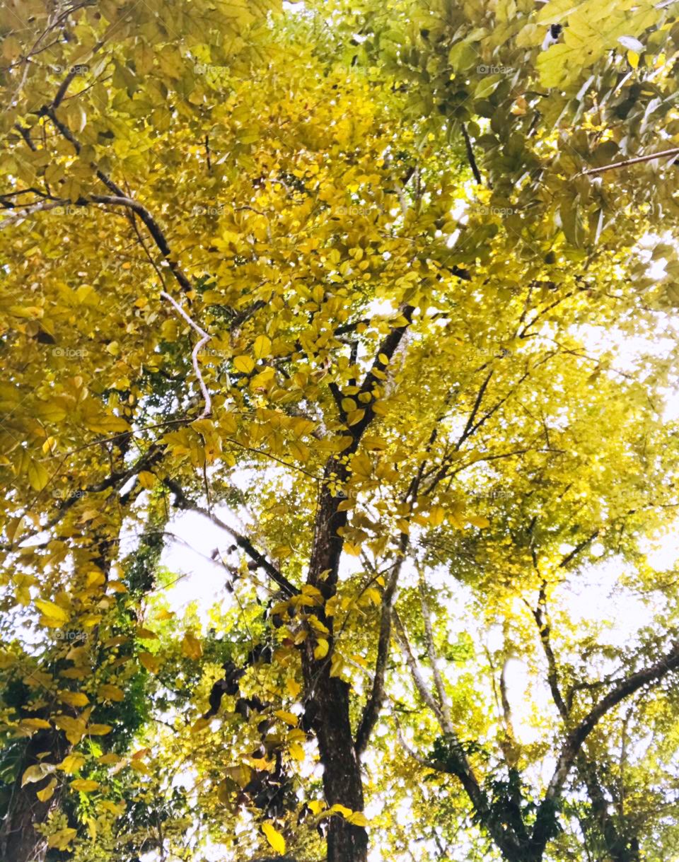 Spring season during September in Sri Lanka 