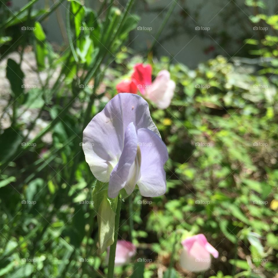 Heaven's Teardrop. Sweet pea, cultivar "Blue Celeste"