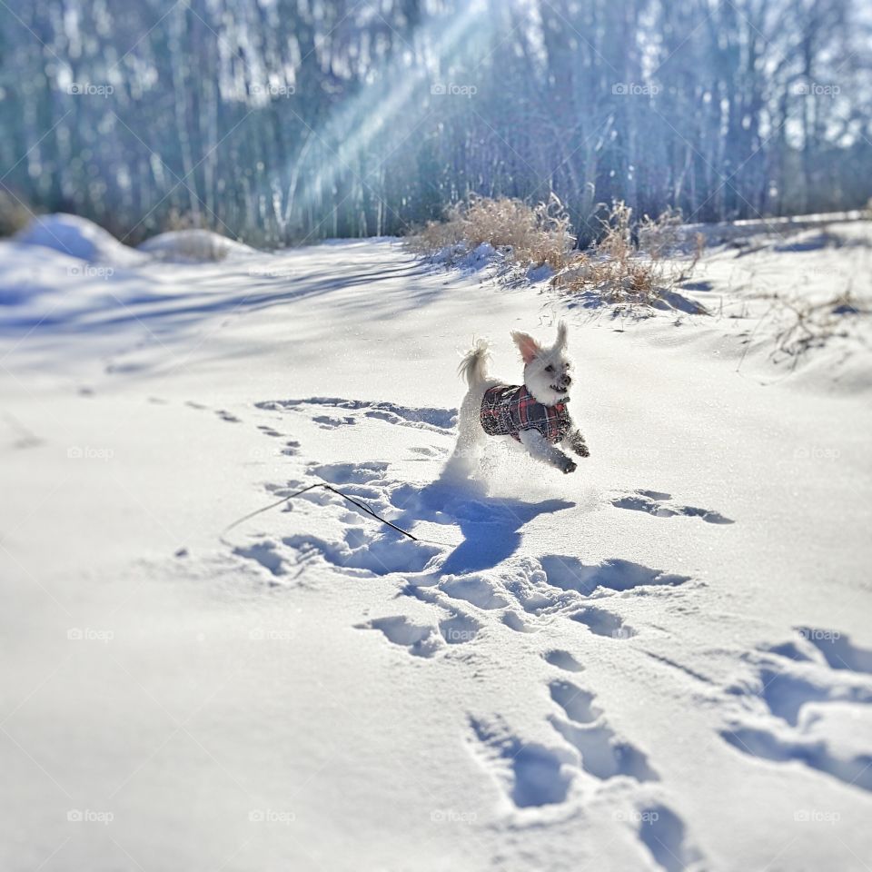 first time running through light and fluffy snow on a beautiful winter day