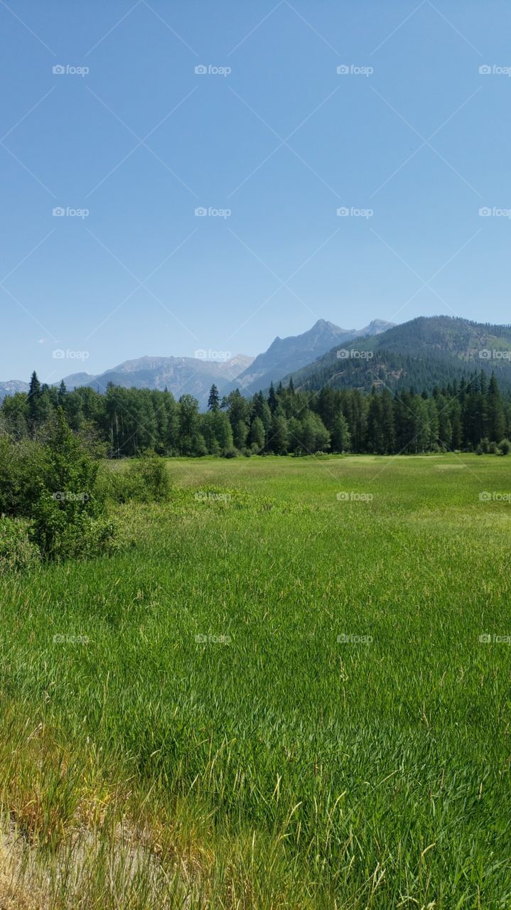 Montana mountains and meadows
