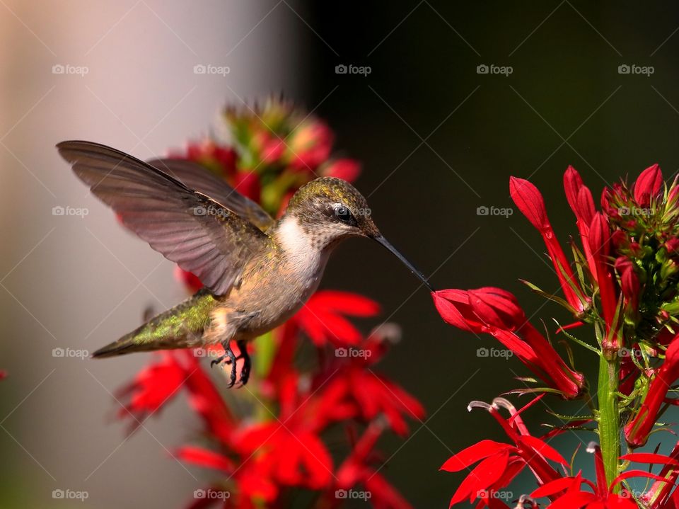 ruby-throated hummingbird