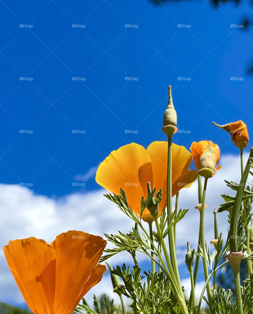 California poppy reaching for the sky