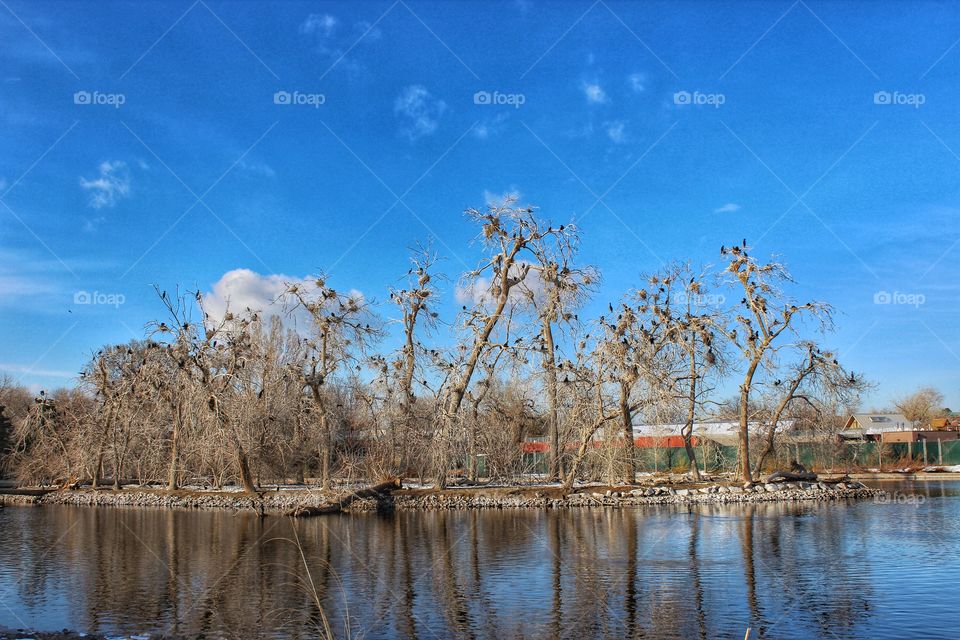 Dry trees against blue sky