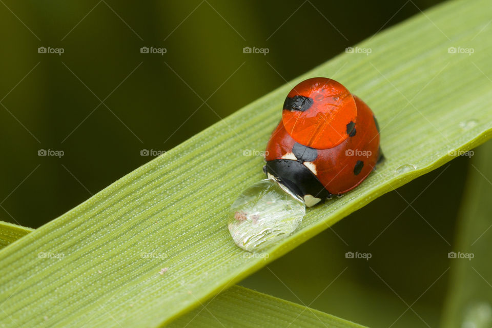 ladybug and rain drops . macro shot