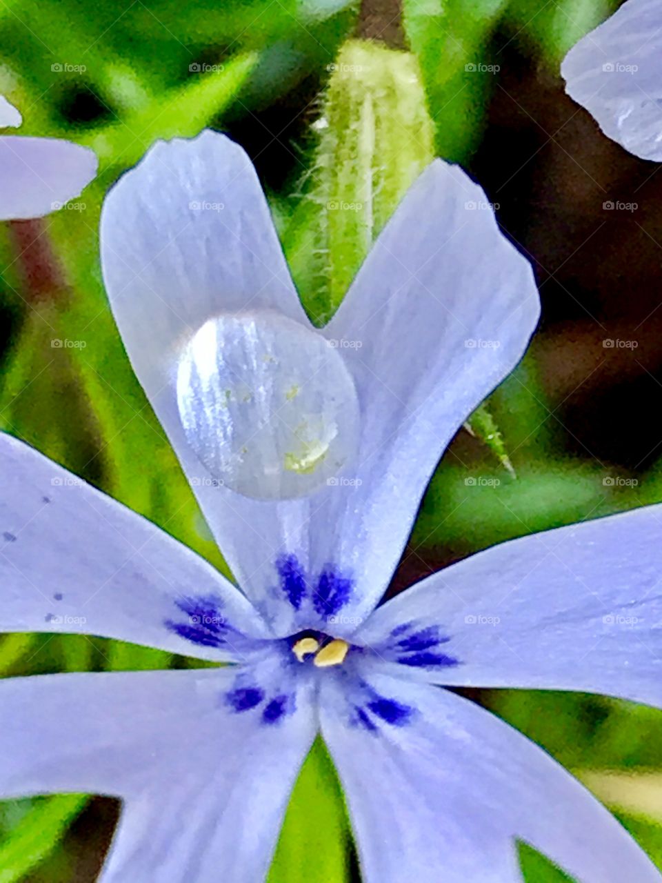 Water drop on flower 
