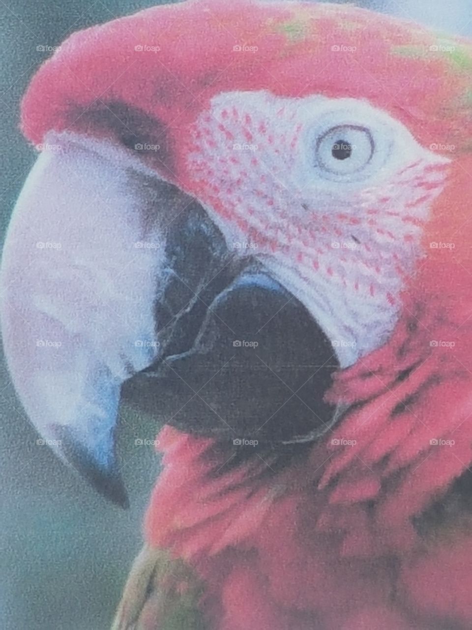 Parrot To cute!!
