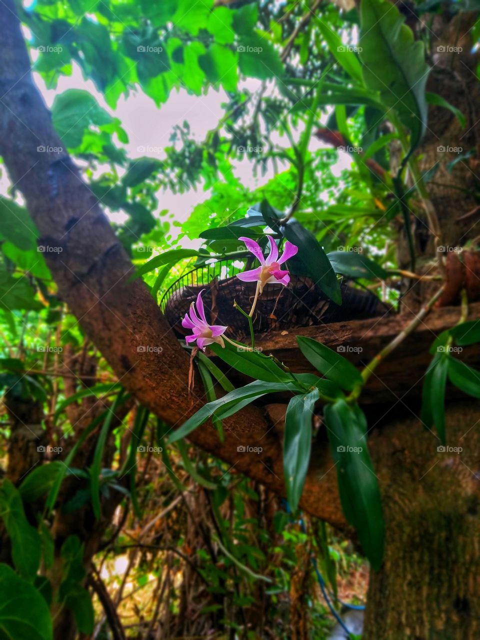okid flower in our garden