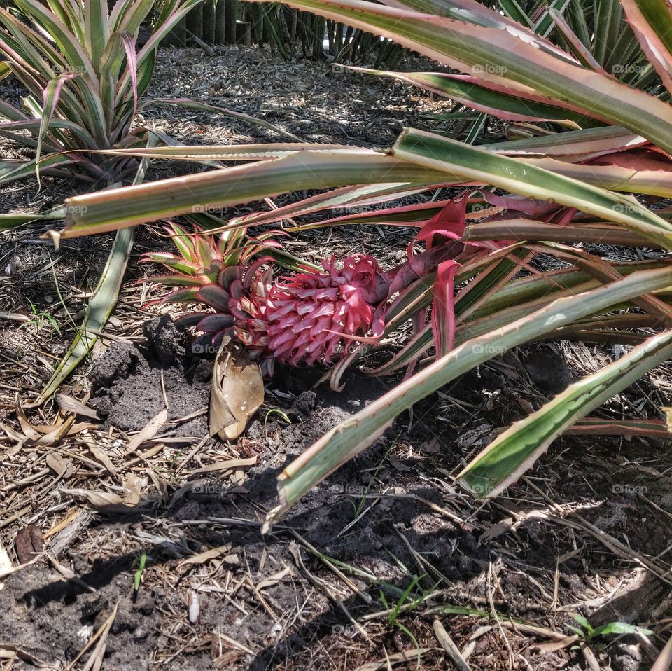 Red Pineapple