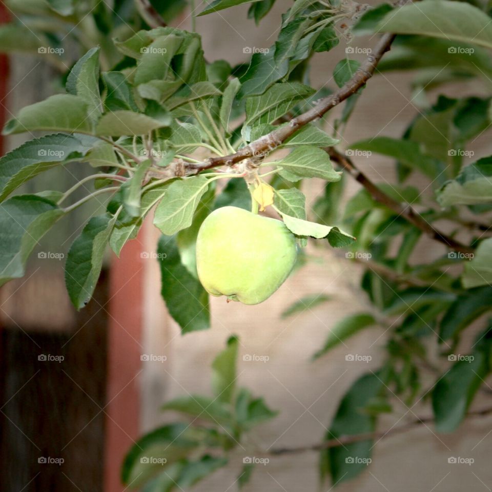 Green Apple