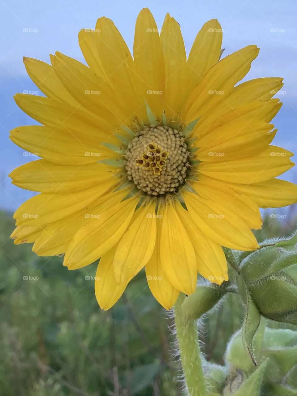 Compass Plant