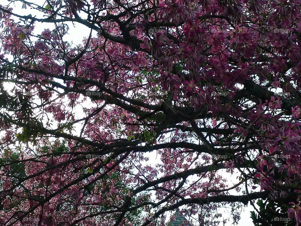 tree blooms pink