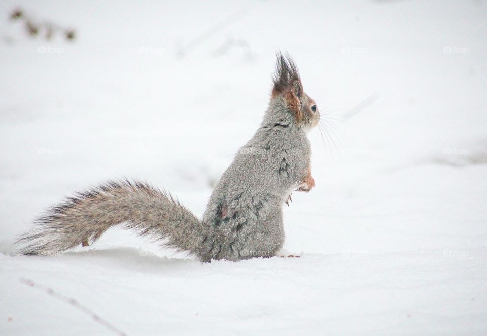 Squirrel beauty