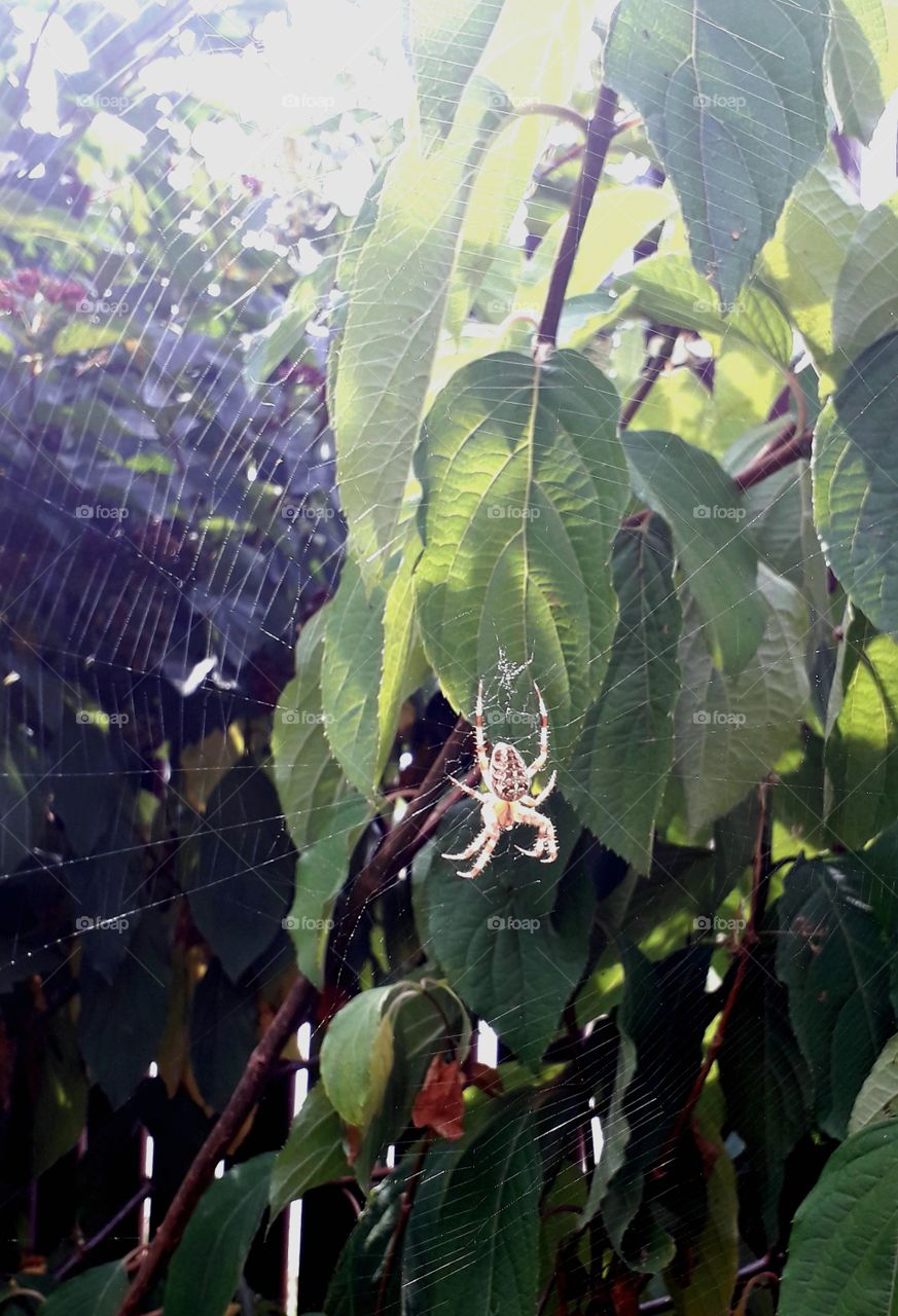 spider's web in the garden