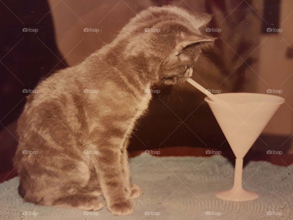 Kitten and drink 4