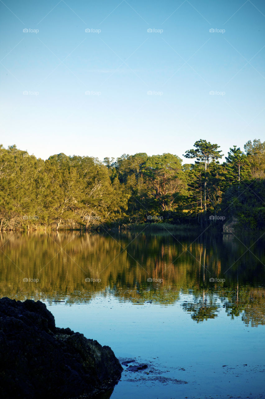 Reflection of trees in water