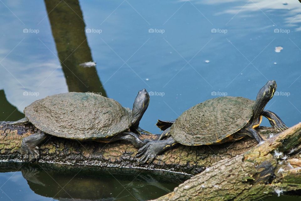 Turtles on a log 