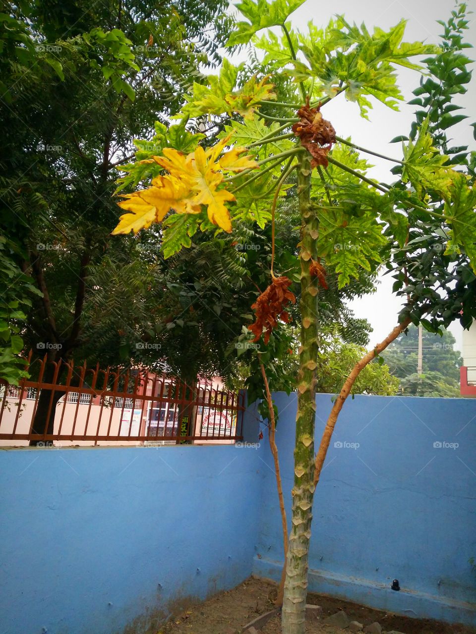 papaya tree with yellow leaf