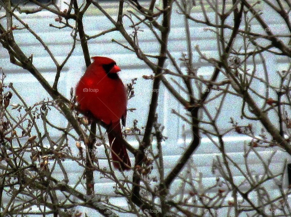 cardinal in tree