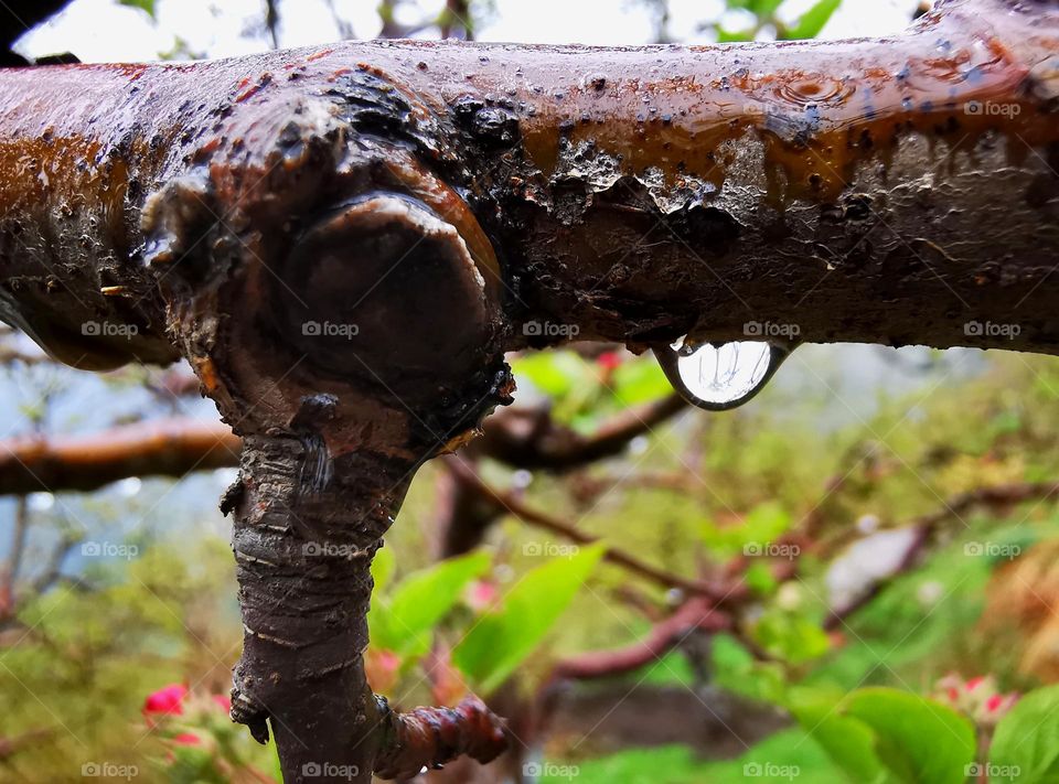 Nature's photography