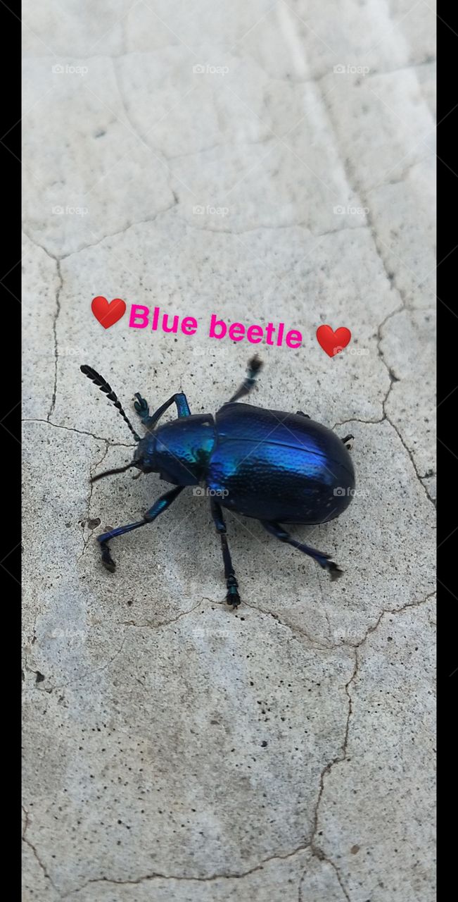 blue beetle 🐞💙✨