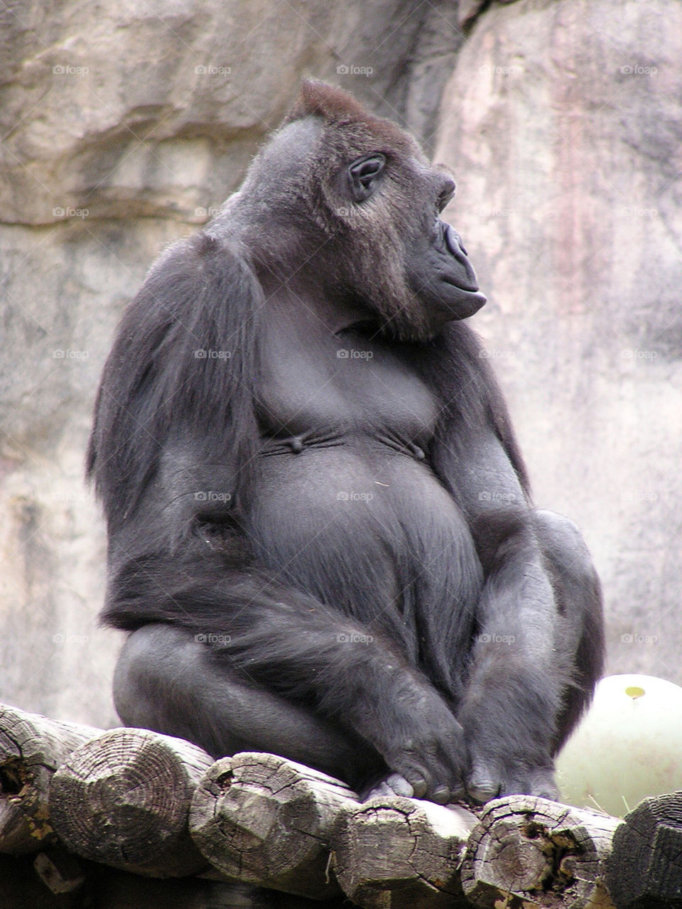 zoo sitting gorilla by buzzsmith