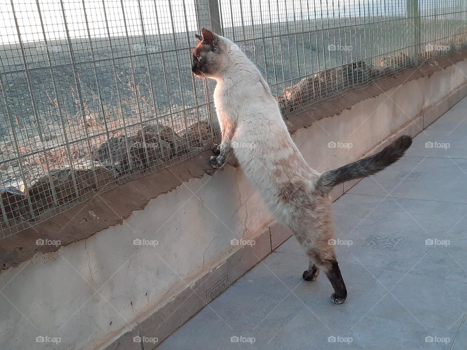 something curious into desrt