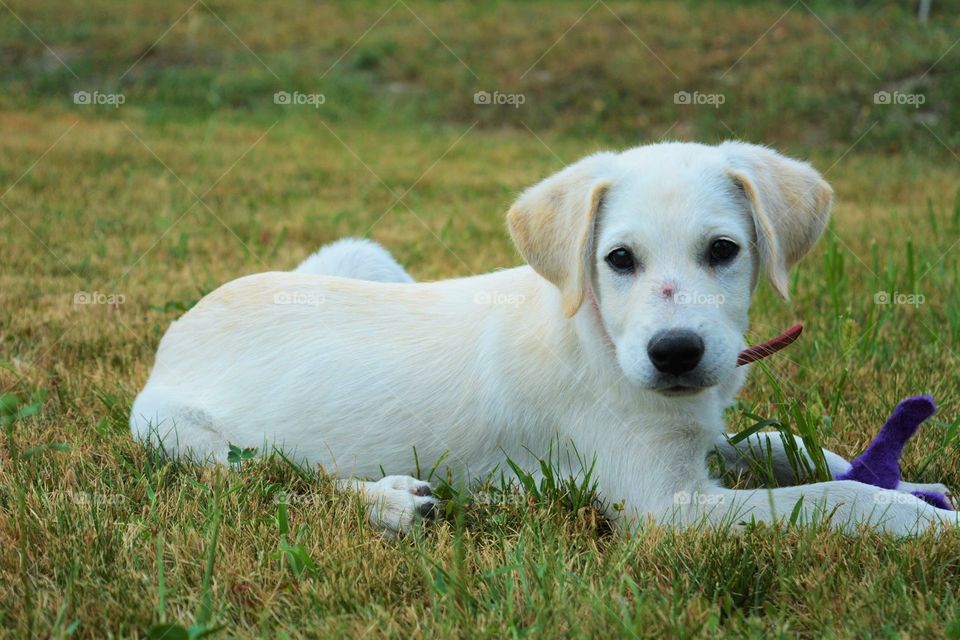 Labrador pup