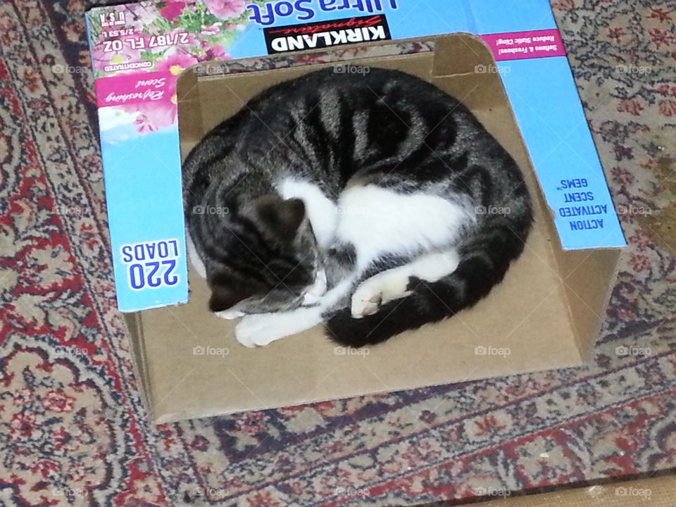 Cat in a box